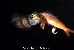 Couldn't really see what was strange about this squid on ... by Richard Mclean 